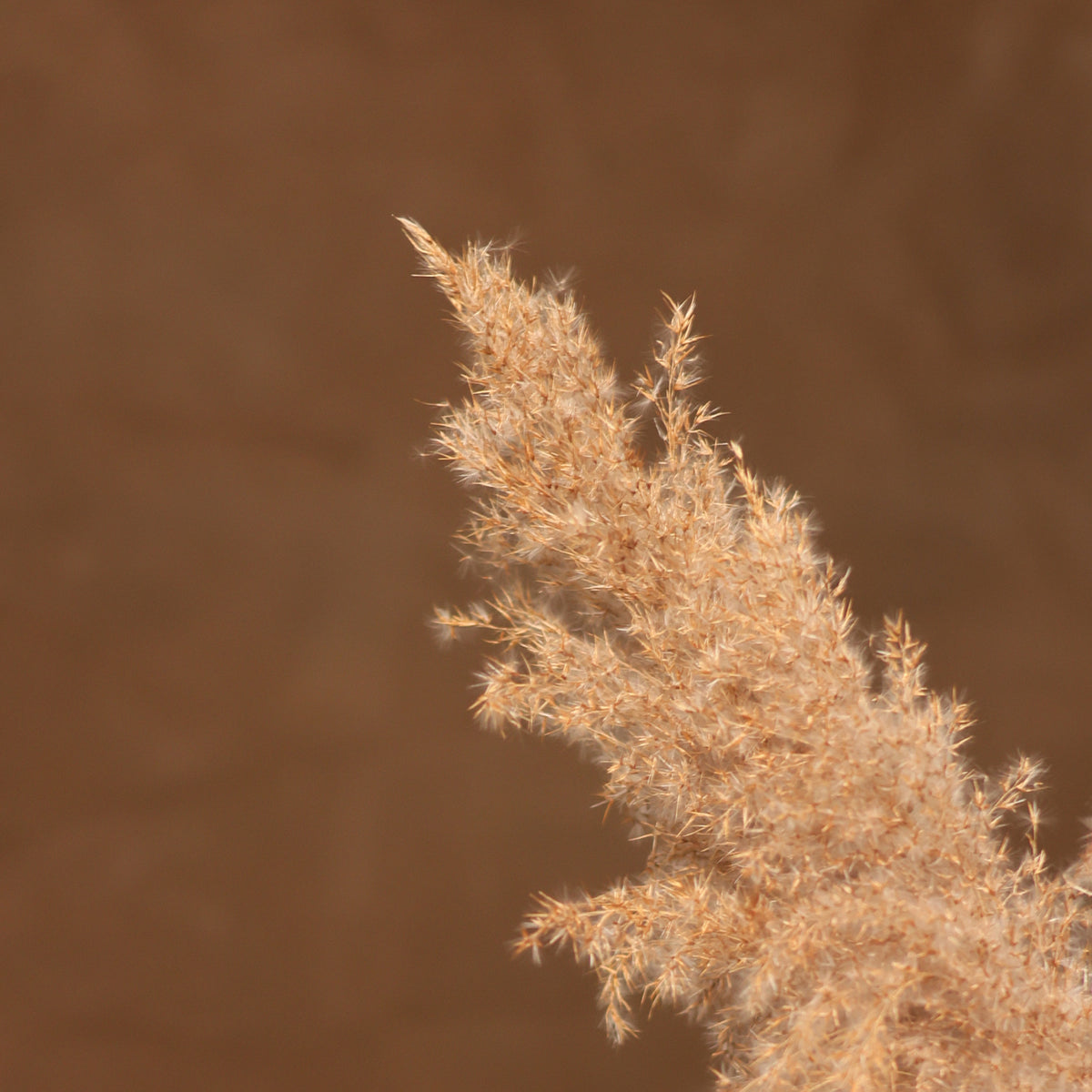 Leren fotoachtergrond | Truffel bruin