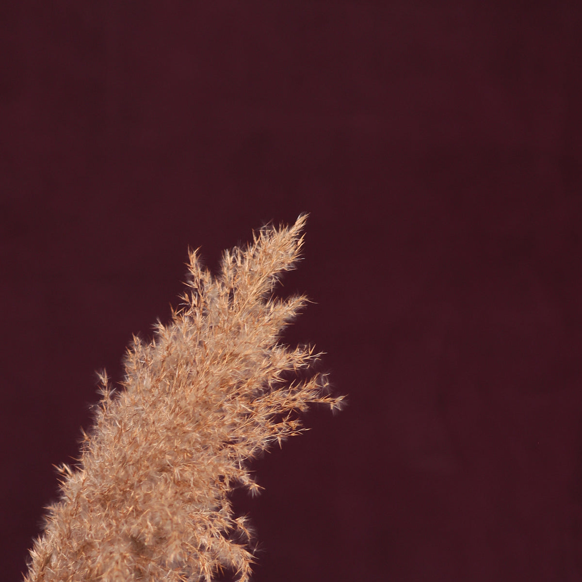 Leren fotoachtergrond | Purple berry