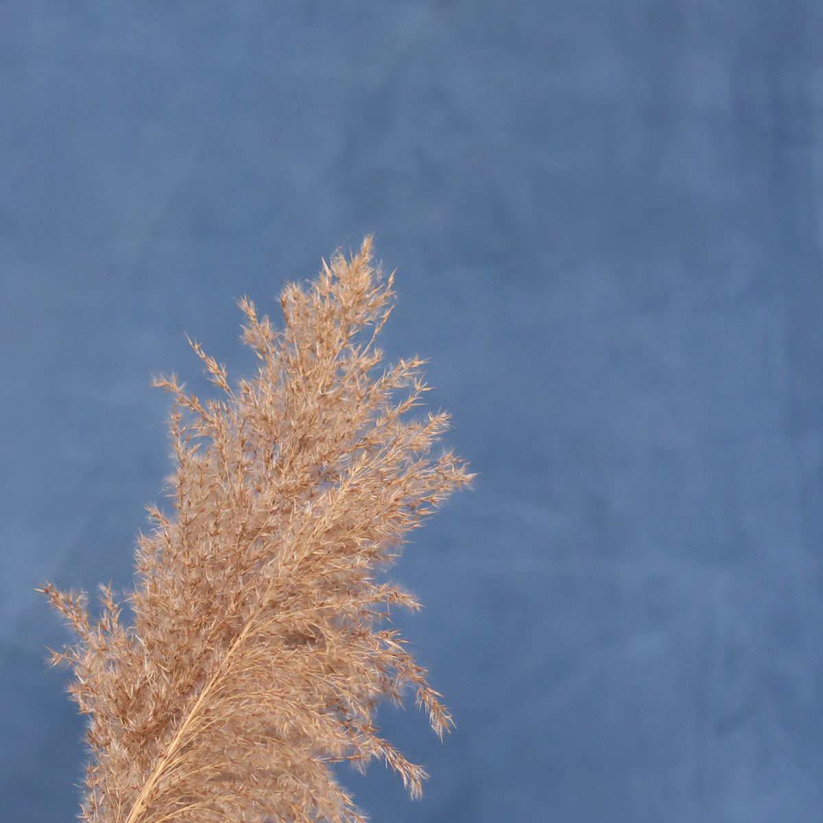 Leren fotoachtergrond | Atlantic blue