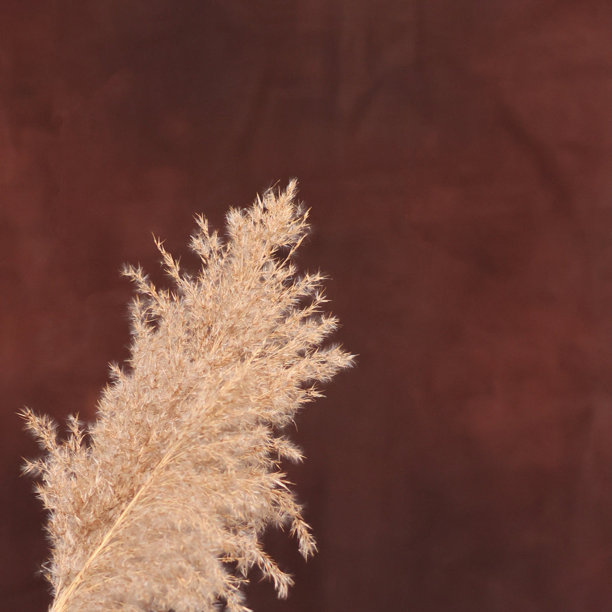 Leren fotoachtergrond | Buffalo Brown