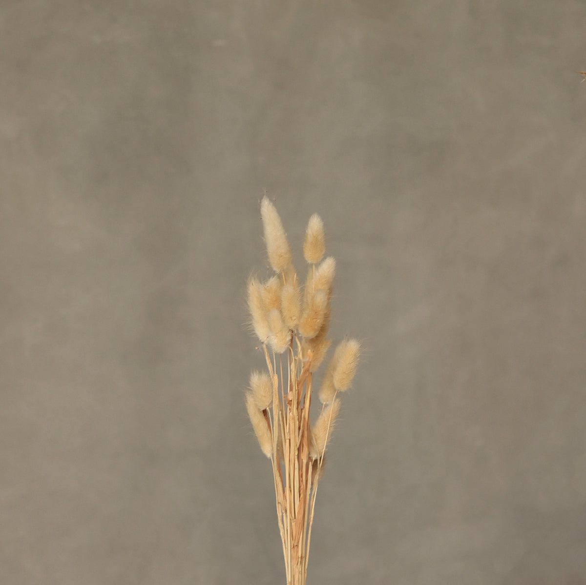 Leren fotoachtergrond | Tundra Grey
