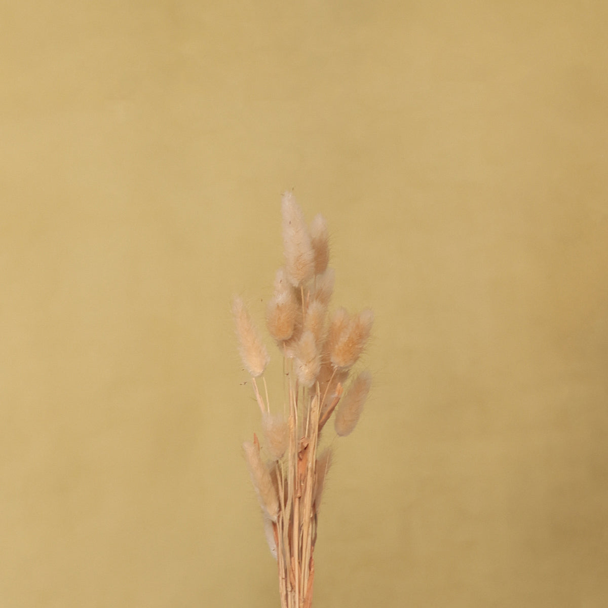 Leren fotoachtergrond | Dandelion