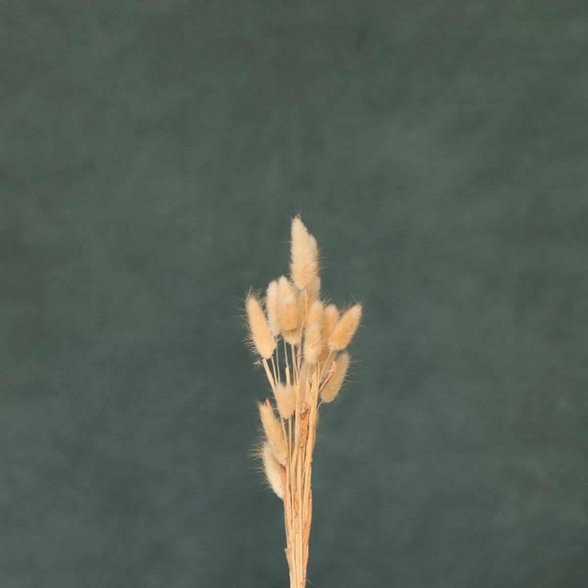 Leren fotoachtergrond | Highland Green