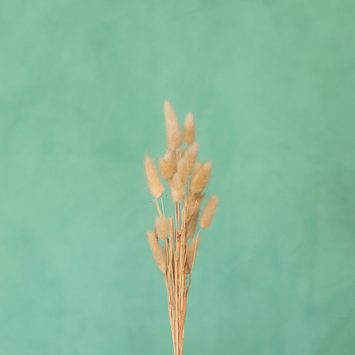 Leren fotoachtergrond | Menthol Green