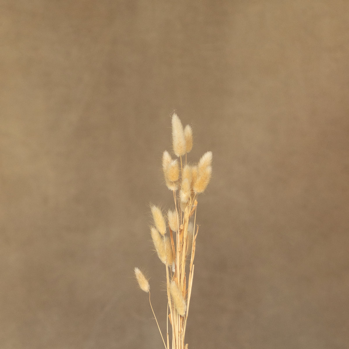 Leren fotoachtergrond | Fawn beige