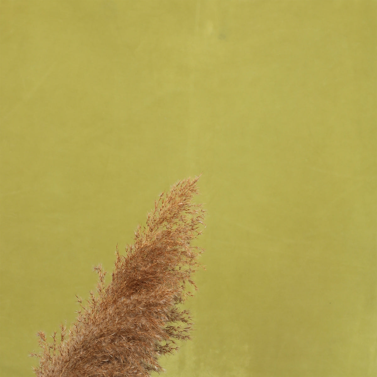 Leren fotoachtergrond | Grasgroen