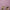 Leren fotoachtergrond | Distel lilac