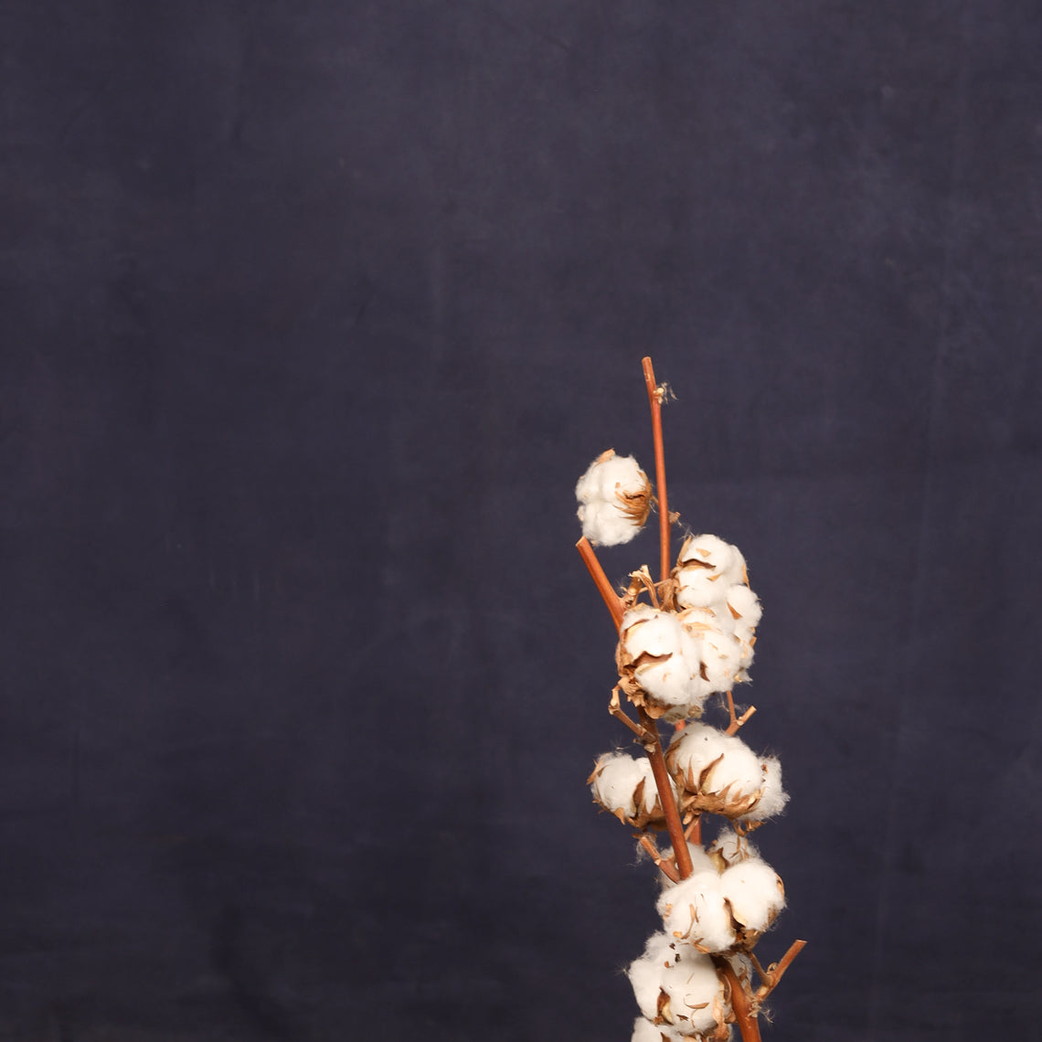 Leren fotoachtergrond | Midnight blue