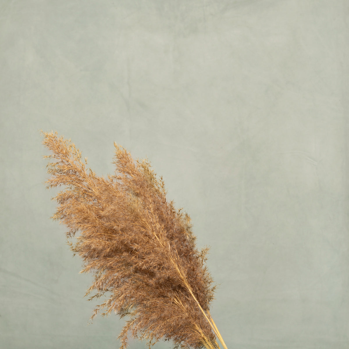 Leren fotoachtergrond | mint