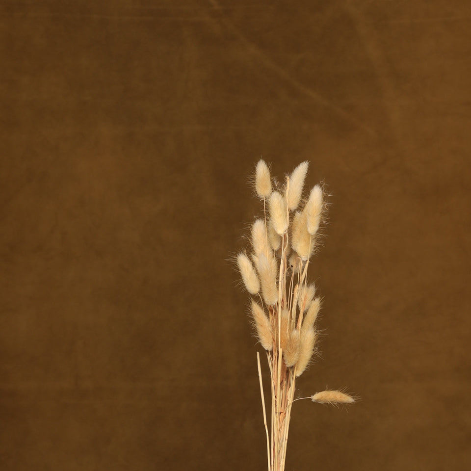 Leren fotoachtergrond | Toffee